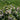 Aronia Low Scape Mound® (Chokeberry) OVZD