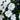 SunPatiens® Compact Classic White LCS