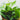 Peperomia puteolata 'Stilt Peperomia'