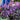 Plectranthus Mona Lavender
