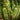 Spiral Cactuses