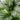 Calathea Orbifolias
