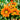 gazania