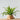 birds nest fern