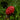 Ginger Red Button
