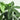 Money Tree Braid (Pachira Aquatica)