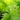 Chinese Fan Palm1