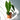 alocasia frydek