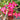 adenium