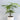 Plumosa Asparagus Fern EMMS