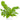 birdnest fern