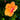orange hibiscus