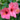 Hibiscus Passion
