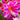 orchid cactus