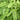 Boston Fern