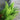 foxtail