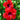 Hibiscus Cardinal Red