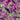purple passion