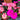 New Guinea Impatiens CS