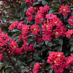 Lagerstroemia Barista 'Cherry Mocha'