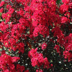 Lagerstroemia 'Double Dynamite®'