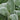 Stachys 'Helen von Stein' (Lamb's Ears)