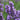 Lavender 'SuperBlue' (English Lavender)