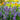Lavandula 'SuperBlue' (English Lavender) CNT