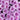 lavender chrysanthemum