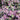 Leucothoe 'Paisley Pup®' (Doghobble) OVD