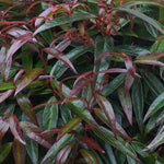 Leucothoe 'Burning Love'