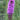 liatris kobold