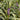 liriope silvery sunproof