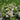 Aronia Low Scape Mound® (Chokeberry) OVZD
