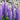 lupinus westcountry persian slipper