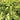 maidenhairfern