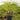 maidenhairfern