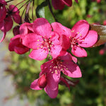 Malus ‘Royal Raindrops' Tree