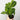 Lemon Maranta (Prayer Plant)