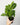 Lemon Maranta (Prayer Plant)