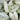 White Caladium