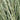 Miscanthus 'Morning Light' (Ornamental Grass) OVD