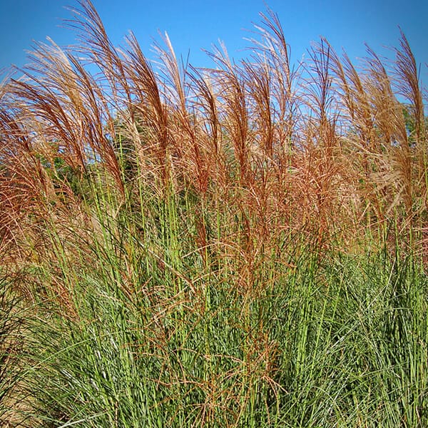 Miscanthus 'WorryFree Scout'