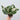 Monstera Adansonii 'Albo'