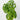 Monstera Andansonii (Swiss Cheese Plant)