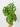 Monstera Andansonii (Swiss Cheese Plant)