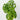Monstera Andansonii