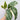Monstera Lechleriana Variegata