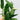 Monstera standleyana var. albo 