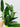 Monstera standleyana var. albo 